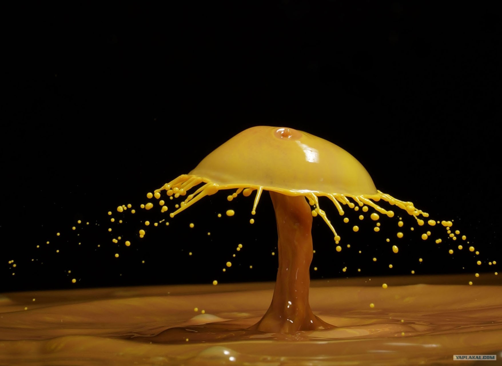 Жидкий гриб. Желтый жидкий гриб. Жидкая Вселенная. Жидкая грибница волны. Other drops