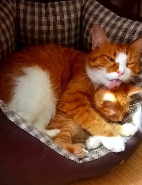 Котовторник. Начало
