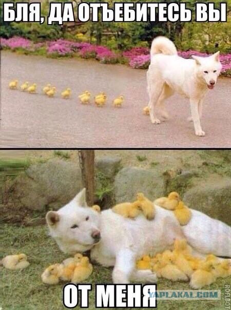 Весёлые картинки. Разбавим будни