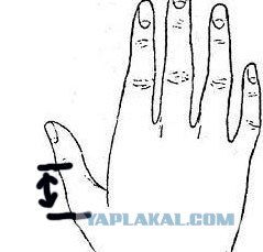 У кого на свете всех длиннее?