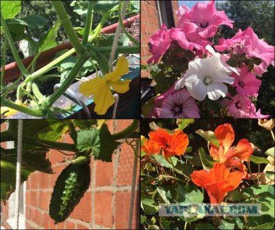 Без пестицидов