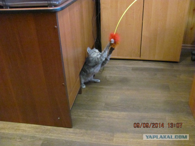 Котовторник 09.09.2014