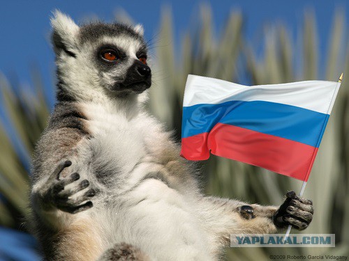 Лемурьей мудрости пост
