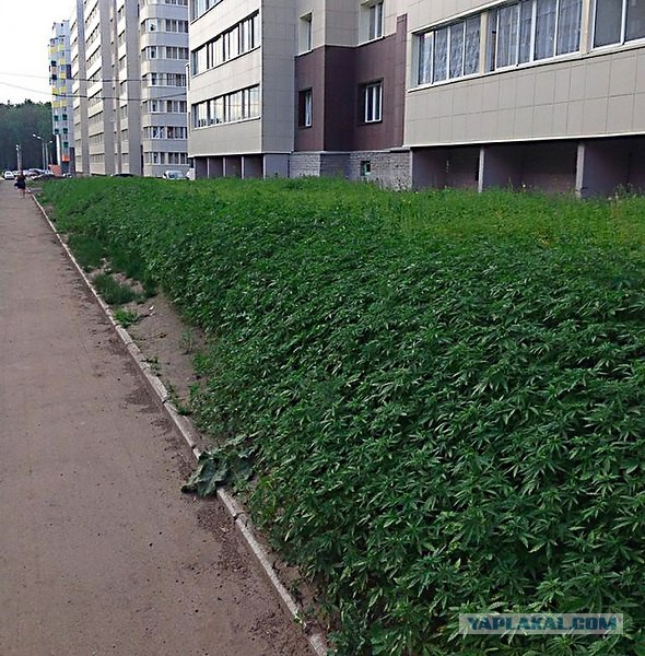 Откровения бывшего наркомана