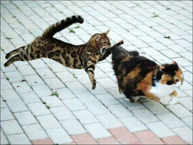 Кот-гопник