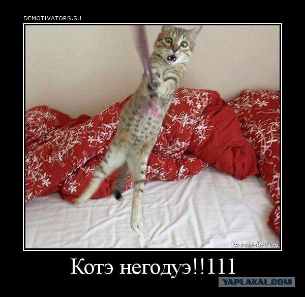 Аэрофлот потерял кота!