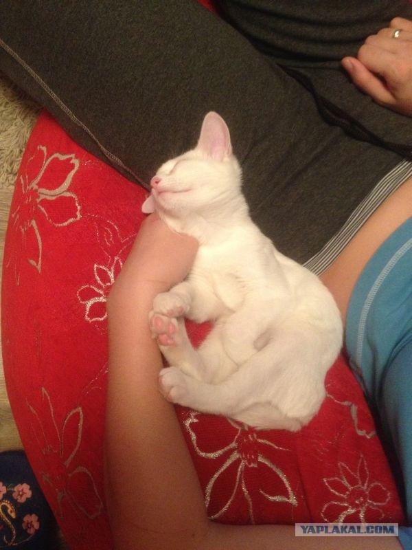 Котовторник 25.08.2015