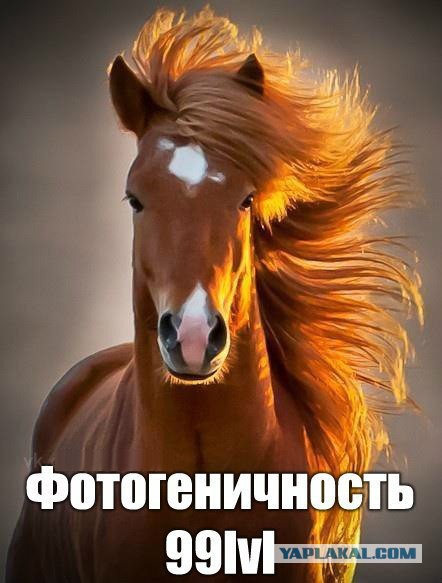 15 лошадей, от красоты которых спирает дыхание