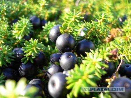 России предстоит заново открывать Курилы