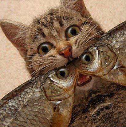 Котовторник