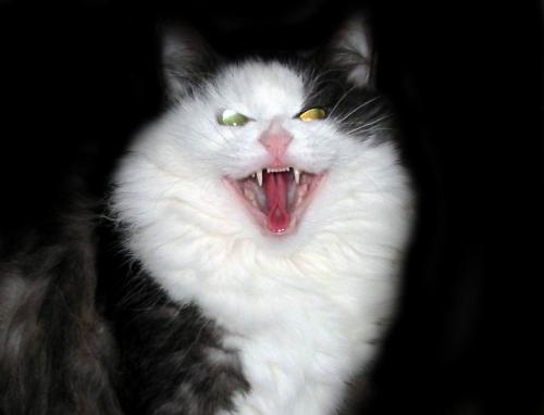 Коты, кошки, котята