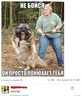 Интересные видео примеры того когда собаки главнее своего хозяина.