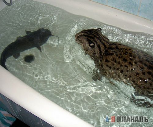 Кошки и Собаки - большая подборка