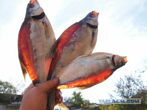 Короткие рассказы ©ekimosss