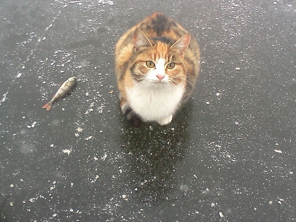 Рыба, лёд, четыре кота