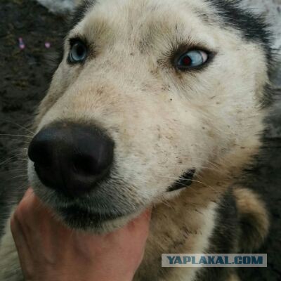 Собакочетверг 07.04.2016