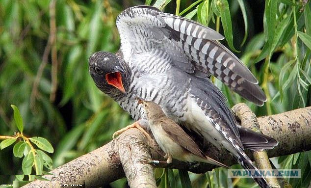 Скоро во всех гнёздах страны!... и не только