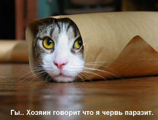 Первый ноябрьский котовторник!