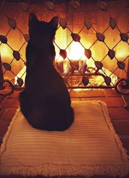 Коты из сети