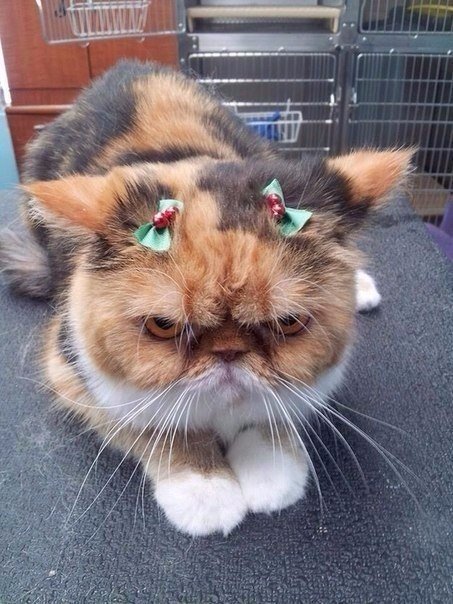 Коты из сети