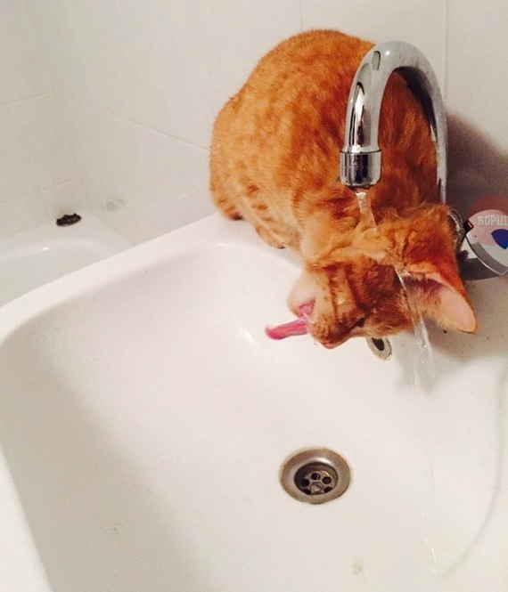 Коты из сети