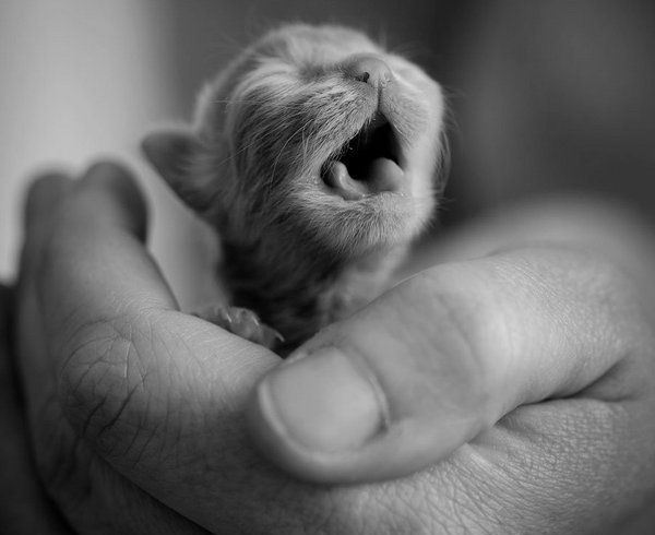 Он лежал возле гаражей в 2-х метрах от мусорного бака...