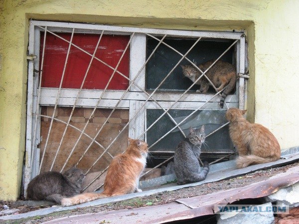 Ну что, котовторник?