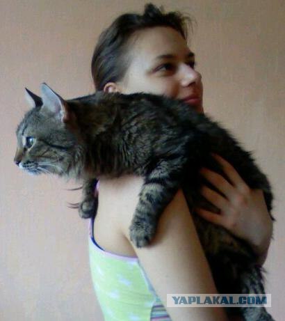 Котовторник на 1-е июня