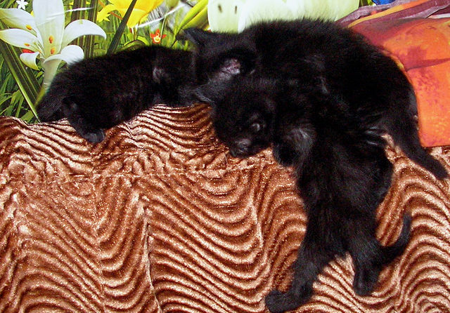 Котовторник! 08.11.11