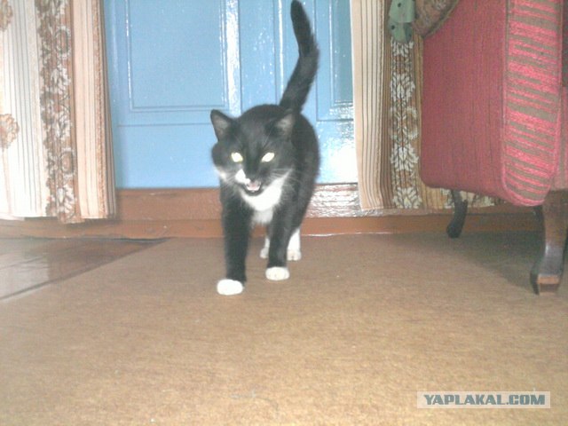 Ну и где ваш котовторник?