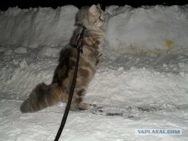 Котовторник (10.01.2012)