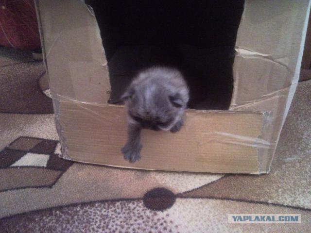 Котовторник 1 мая 2012