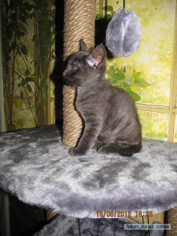 Котовторник на 26.06.12