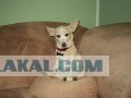 Собака будет любить тебя