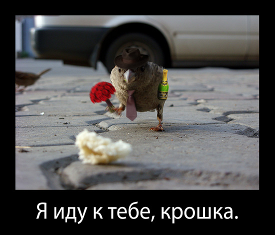 Воробьед идет на обед