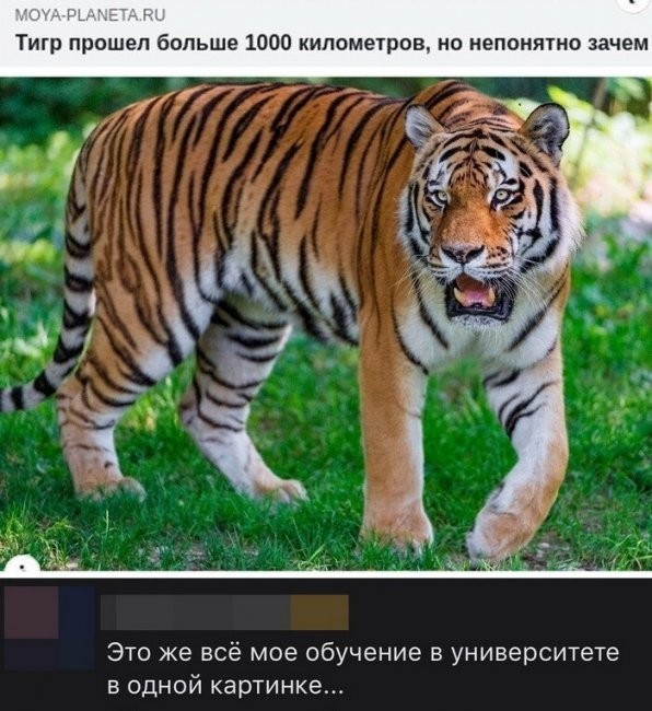 Скриншоты и комментарии из социальных сетей 23.08.22