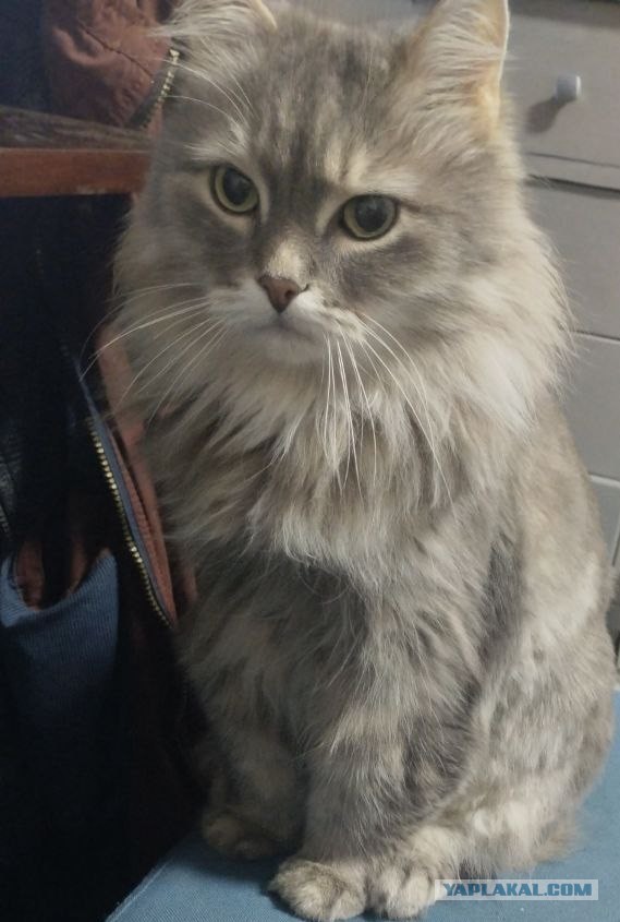 Заболел кот
