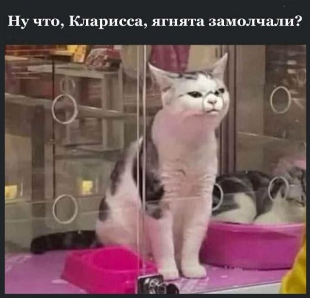 Немного забавных картинок от 11.09.2024