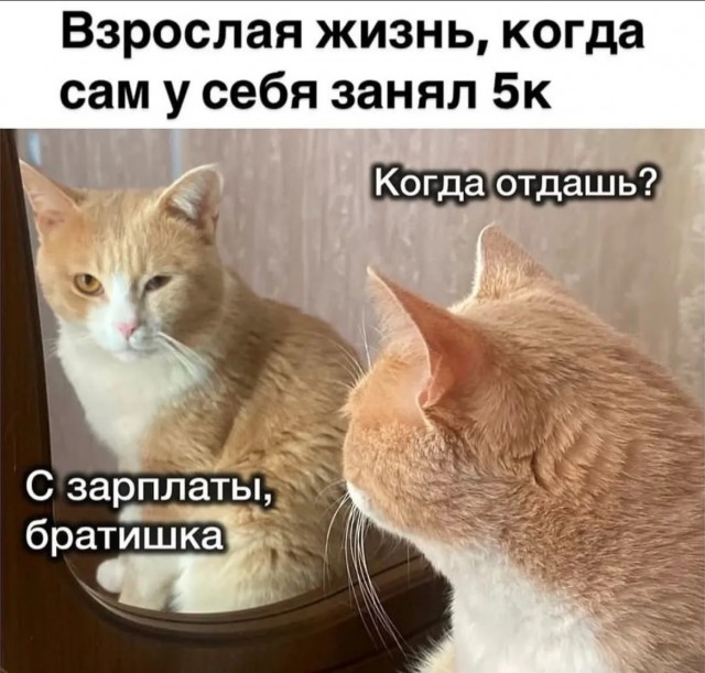 К котовторнику: подборка картинок-баянов с котиками и про котиков. Выпуск 5