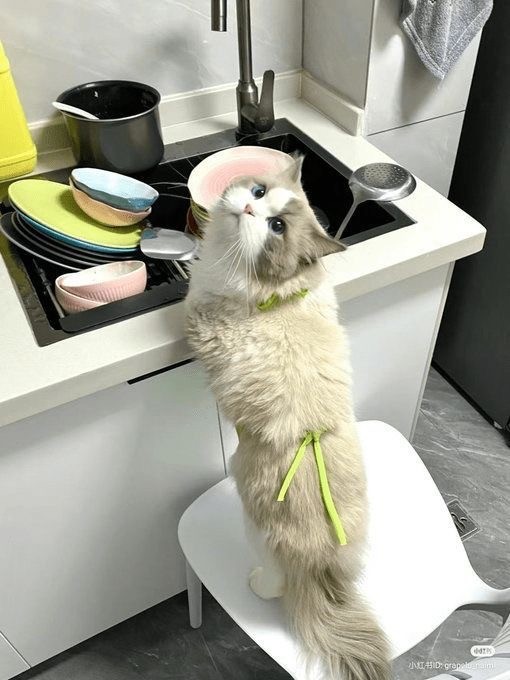 Кот