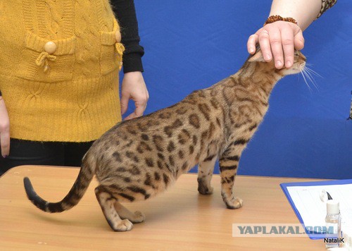 Котовторник 4.02.2014