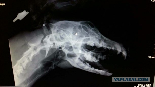 В городе Узловая Тульской области неизвестный расстреливает собак из охотничьего ружья