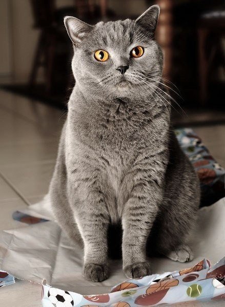 Коты из сети