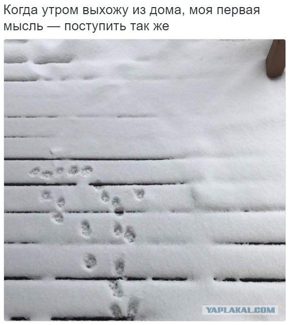 Подборка интересных и веселых картинок