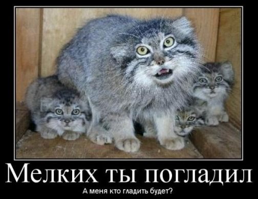 Самый красивый котик России!
