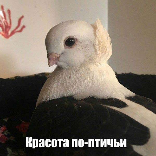 Подборка забавных животных