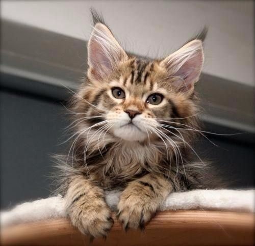 Коты и Кошки