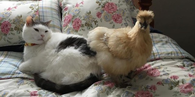 Коты и Кошки