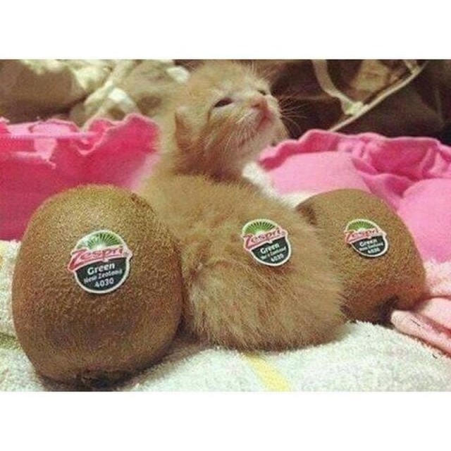 Коты и Кошки