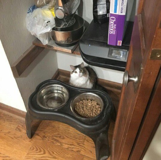 Прикольных котов пост